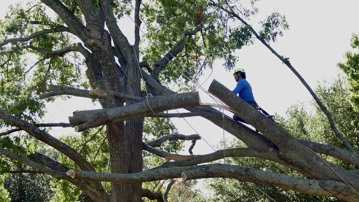 Professional Hazardous Tree Removal performed by certified arborists in Hillsborough