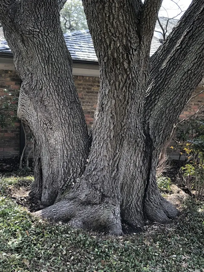 Mature heritage tree close to a Hillsborough property cared for by certified arborists